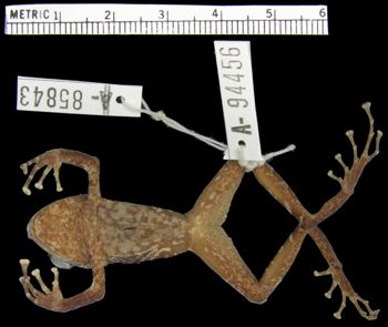 Media type: image; Herpetology A-94456